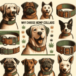 Why Choose Hemp Collars for Your Dog